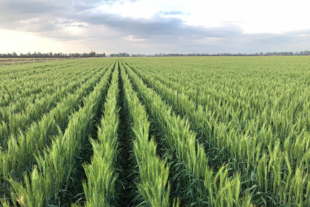 Tosari Crop Research Centre - Grains Industry Research Development and Extension