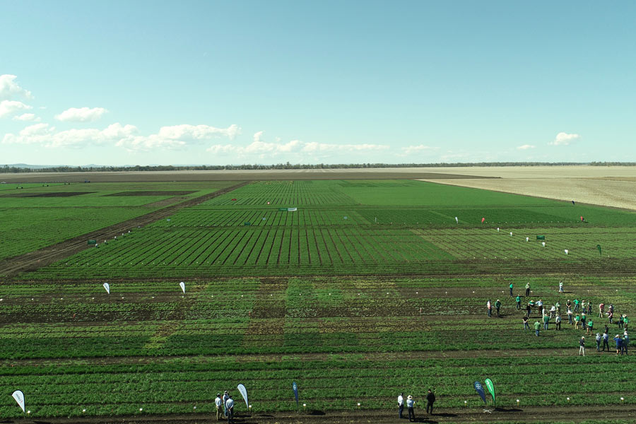 Grains Industry Research Development and Extension - Tosari Crop Research Centre
