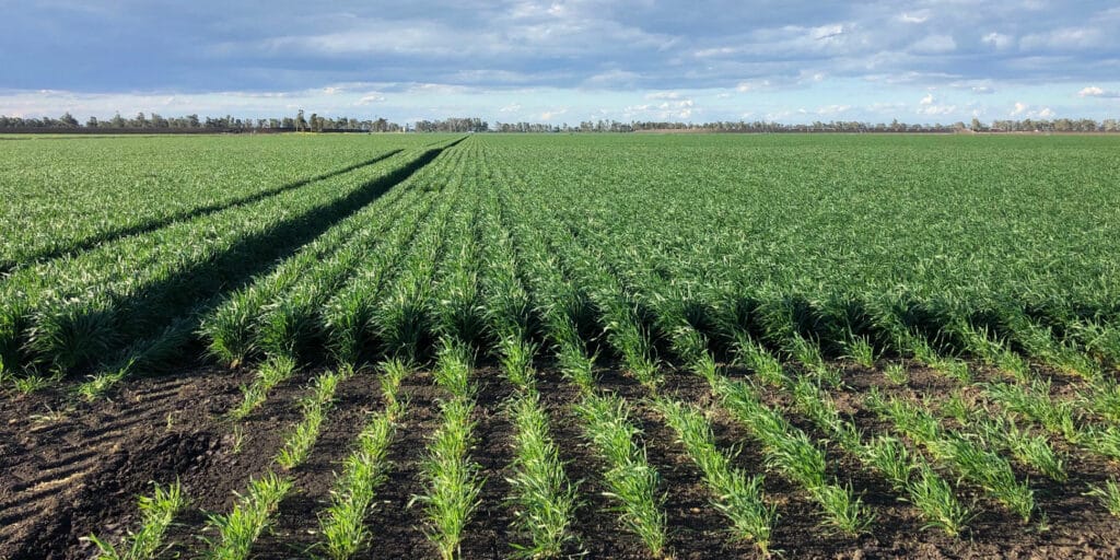 Grains Industry Research Development and Extension