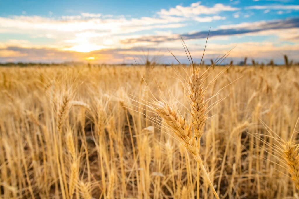 Tosari Crop Research Centre