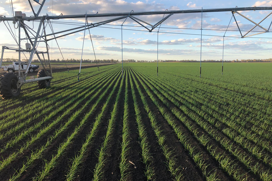 Grains Industry Research Development and Extension